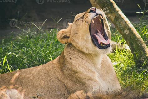 female lion roaring 2441885 Stock Photo at Vecteezy