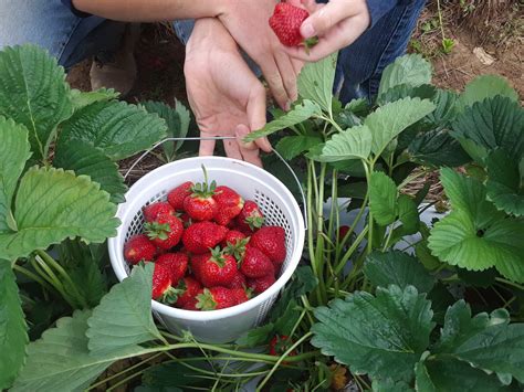 Strawberry Picking at Miller Farms! Plenty of Berries to Pick! – Miller Farms Market