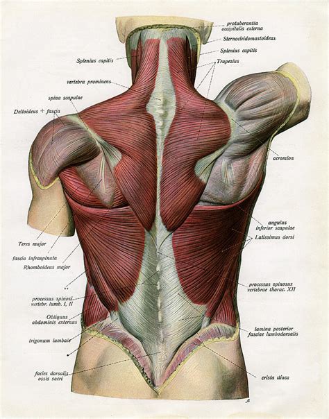 Human Back Anatomy | ubicaciondepersonas.cdmx.gob.mx