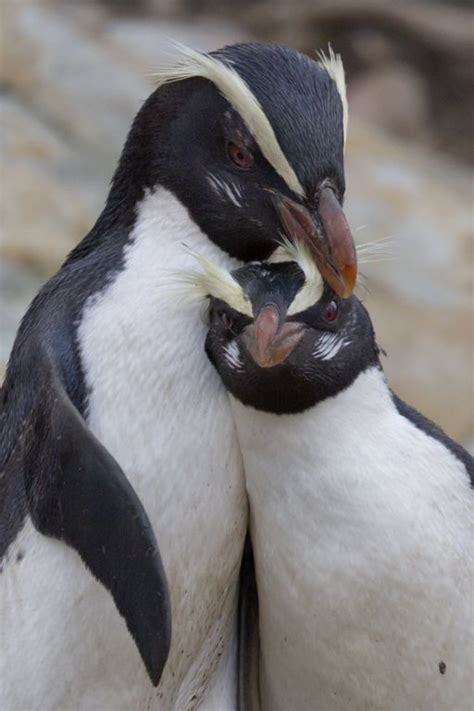 Fiordland Penguin Eudyptes pachyrhynchus - Google Search Penguin Love, Cute Penguins, Penguin ...