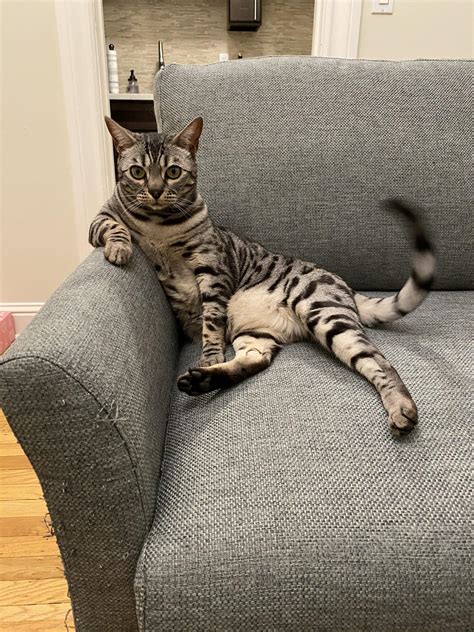 PsBattle: This cat sitting on a couch : r/photoshopbattles