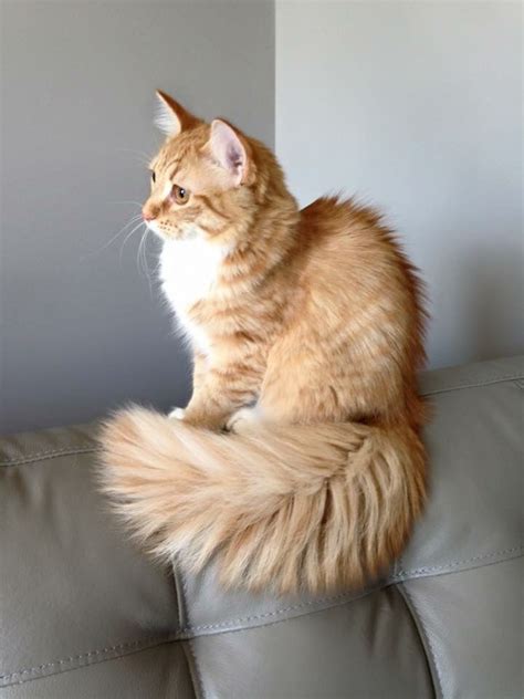 Nora, my uncommon female long haired orange tabby. In full tail fluff. #dramakitten | Long ...