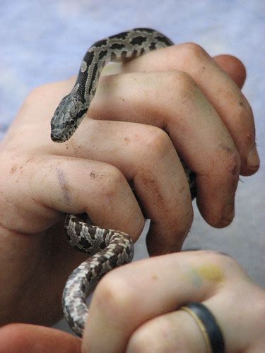 How to Identify a Juvenile Rat Snake - Appalachian Feet