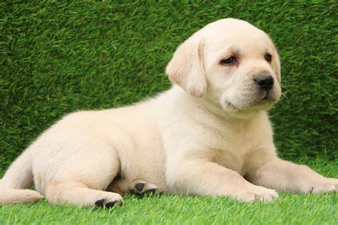 Labrador Retriever Puppies for sale In Delhi | Dav Pet Lovers