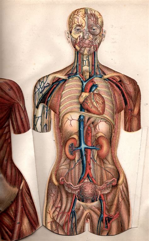 Download General Anatomy Of Human Body Free Images - Www