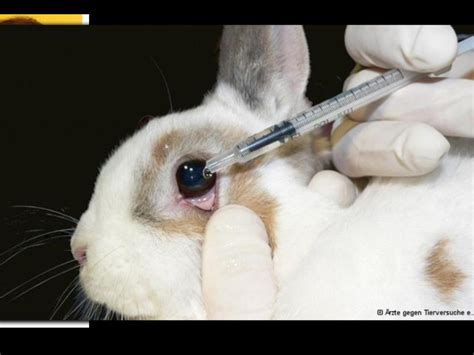 Animal Testing For Cosmetics Should Be Banned Once And For All