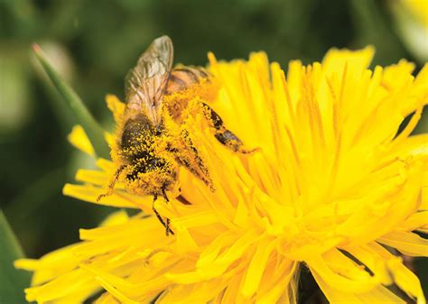 Varietal Honey: Capitalize On The Taste Of Your Location - Hobby Farms