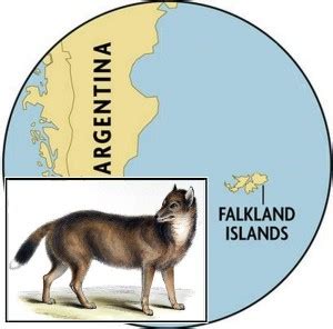 FALKLAND ISLAND WOLF