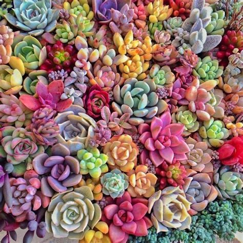 So beautiful! Succulents | Succulents, Colorful succulents, Plants