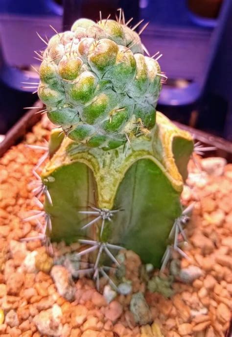 18 Strange Cactus Plants That You Can Grow – vhomeandgarden.com