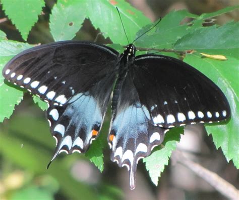 Eastern Black Swallowtail Butterfly photo by Kelly Jacobs in Hernando, MS 2010. The Eastern ...