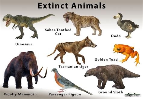 ExtinctAnimals.org - Definition of Extinction and List of Extinct ...