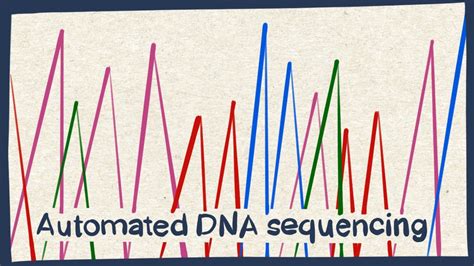 Automated DNA sequencing - Biology tutorial - YouTube