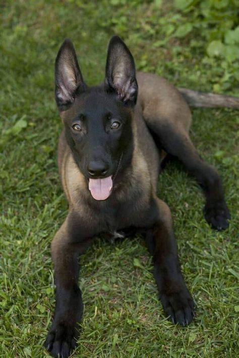 300+ Best Belgian Malinois images | belgian malinois, malinois, dogs