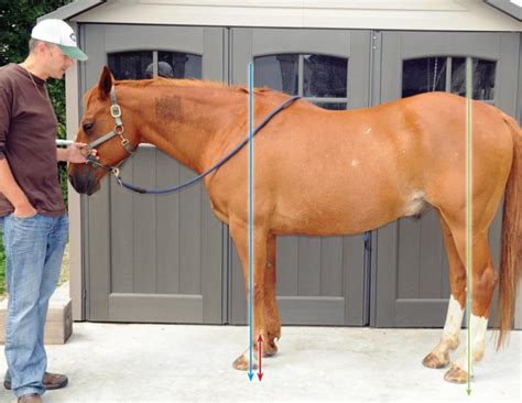 When Does Your Horse Need Trimming? | Horse Journals