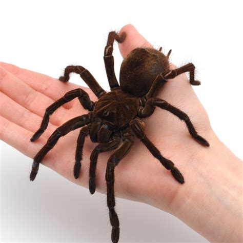 Spiderling Goliath Bird Eater Tarantula, Theraposa Blondii | Bug Pets LTD