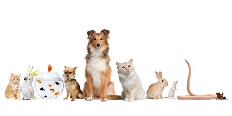 Download Cockatoo Shetland Sheepdog Mouse Snake Rabbit Fish Bird Cat Dog Animal Pets 8k Ultra HD ...