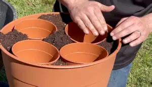 5 Awesome Container Gardening Tips (Videos) - Garden Lovers Club