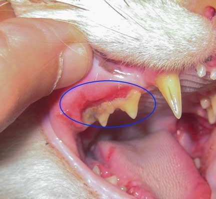 Cat Gingivitis Stages