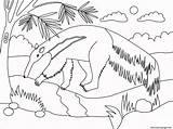 Anteater Animal Simple Coloring page Printable sketch template
