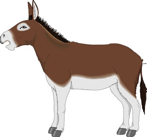 Download Donkey, Animal, Mammal. Royalty-Free Vector Graphic - Pixabay