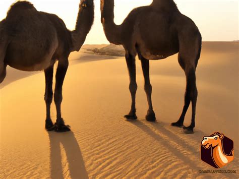 Courtship Displays in Camel Mating Behaviors: What You Need to Know