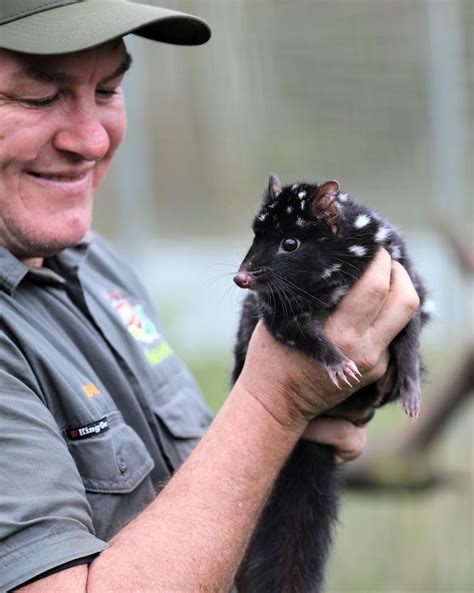 Largest ever: 50 eastern quolls released back into the wild on mainland ...