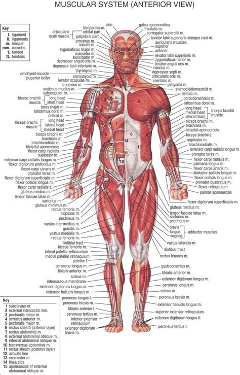 Female Muscular System Diagram Anatomy | MedicineBTG.com