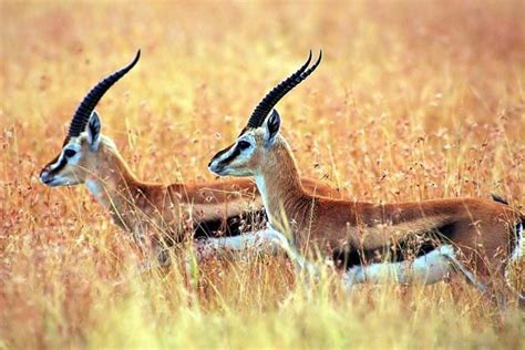 Wild Animals on the Tibetan Plateau - Explore Tibet