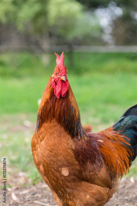 ISA Brown rooster Stock Photo | Adobe Stock