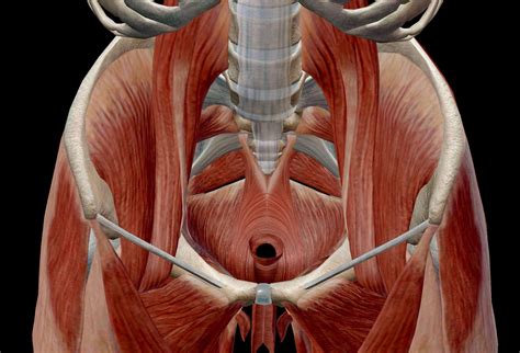 Pelvic Floor Muscles- Family Physiotherapy