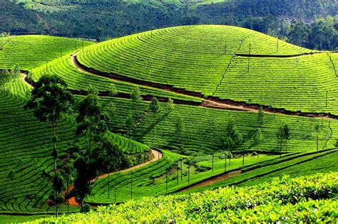 5 Marvelous Hill Stations in Kerala | GingerSnaps