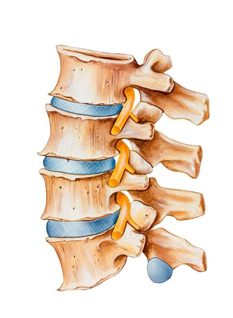 Disc Anatomy