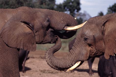 File:Elephant With Trunk In Others Mouth.jpg - Wikimedia Commons