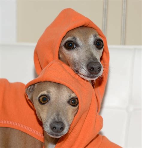 Italian Greyhounds // Cristal and Dior Whippet Puppies, Dogs And Puppies, Whippets, Doggies ...
