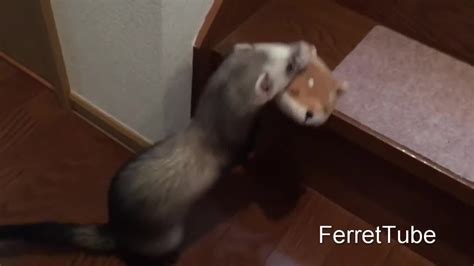 Video - Ferrets bring their toys upstairs to hoard in hideout stash - Viral Viral Videos