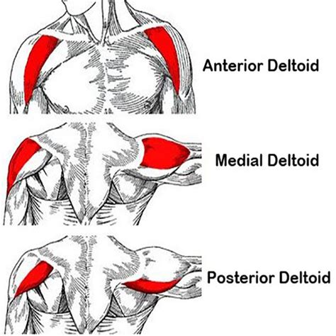 Deltoid Muscle: Anatomy and Strengthening Exercises | Allenamento ...