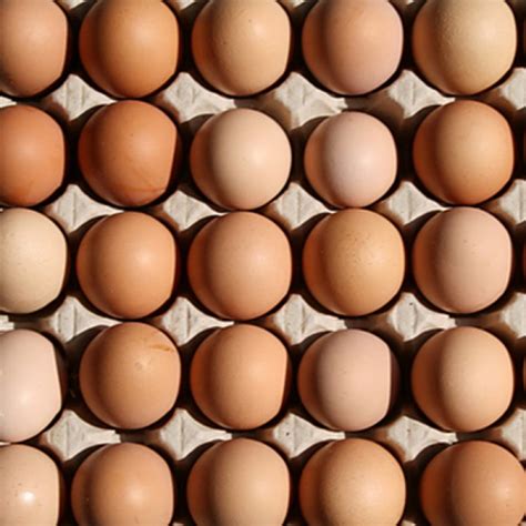 Farm Hen Eggs – Your Local Farm