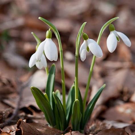 Snowdrops In the green - twinpack 75 bulbs | YouGarden