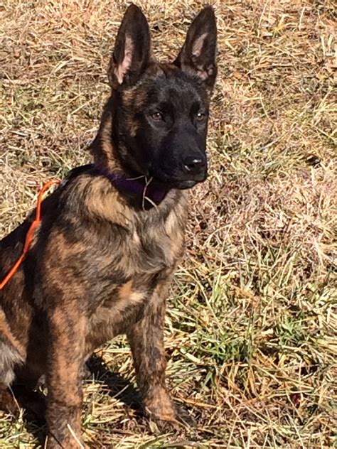 Dutch Shepherd puppy “ trooper” 4 months old | Dutch shepherd puppy, Shepherd puppies, Family pet