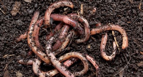 Earthworm (Lumbricina) habitat, species & characteristics