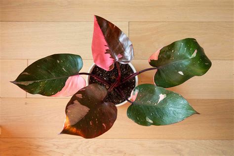 How to Grow and Care for Pink Princess Philodendron