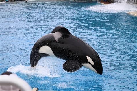 PETA Prime: New Orca Documentary 'Long Gone Wild' Has SeaWorld Scared