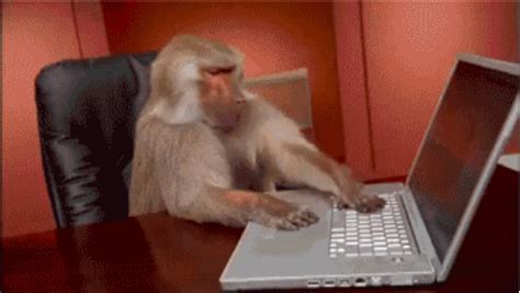 "Mom, how do I insurance?" | Monkey gif, Giphy, Monkeys funny