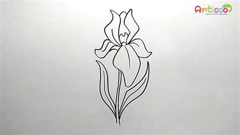 How To Draw Iris Flower Step by Step - YouTube | Iris drawing, Iris flowers, Iris flower tattoo