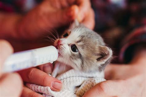 Homemade Kitten Formula | Kitten formula, Kittens, Feeding kittens