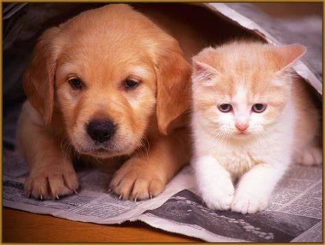 imagenes de perritos y gatitos tiernos bebes - Buscar con Google Cute ...