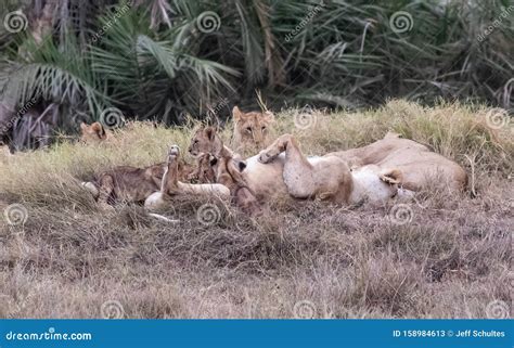 Female Lion and Cubs stock image. Image of wild, park - 158984613