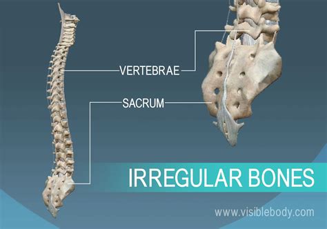 Vertebra and pelvis, examples of irregular bones of the human body Cancellous Bone, Skeleton ...