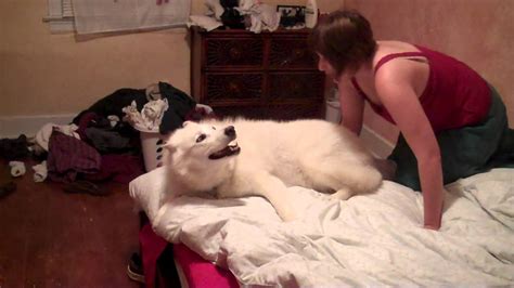 Hyper Dog Jumping on the Bed - YouTube